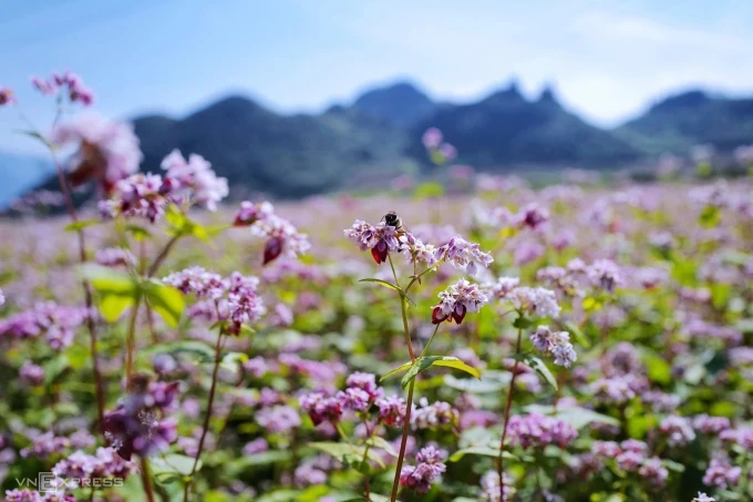 Có gì thu hút ở lễ hội hoa tam giác mạch Hà Giang 2025?