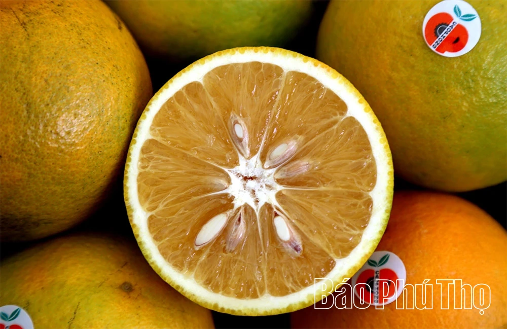 Mùa vàng Cao Phong