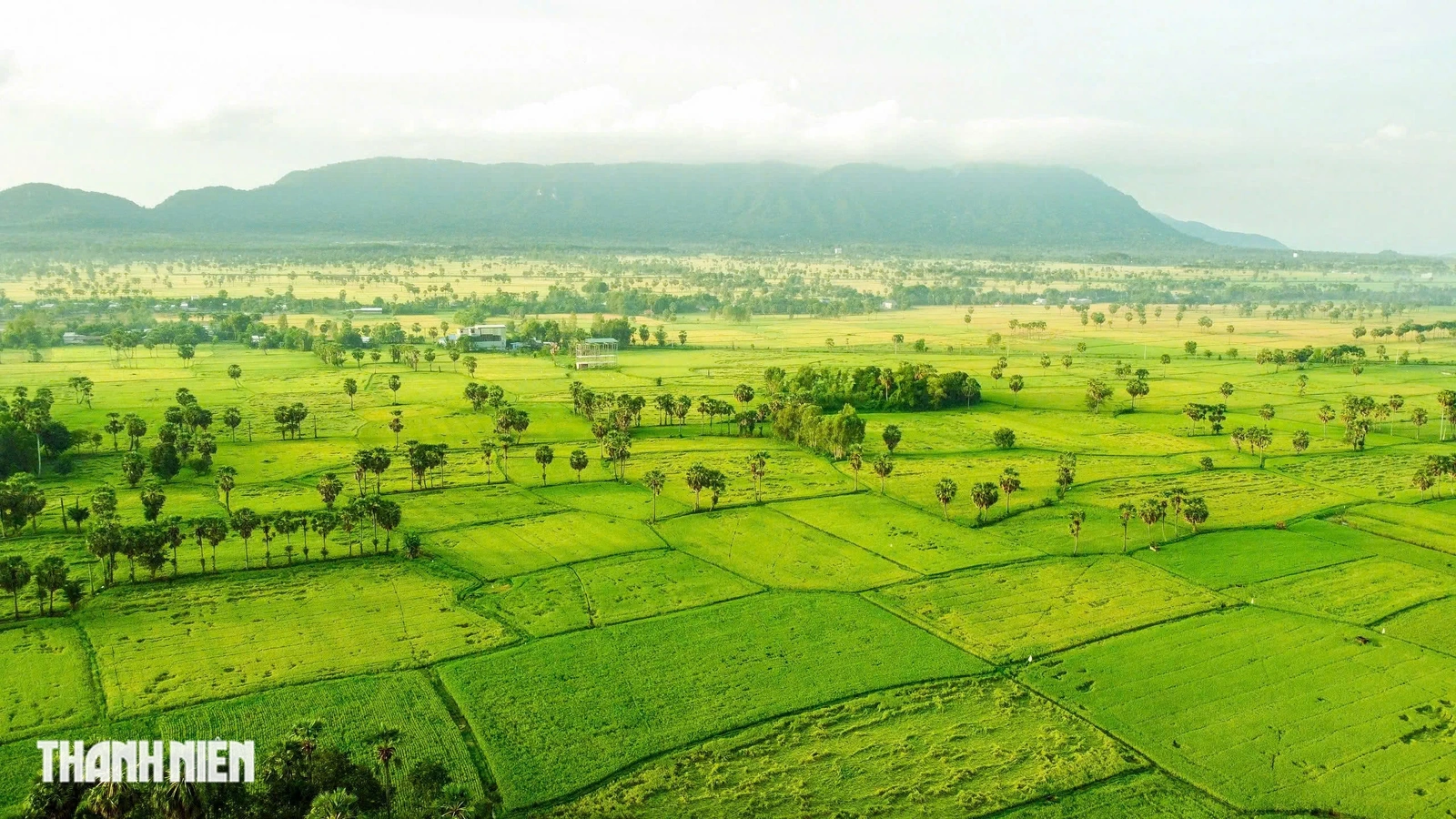 Trên cánh đồng thốt nốt An Giang vào mùa đẹp nhất trong năm