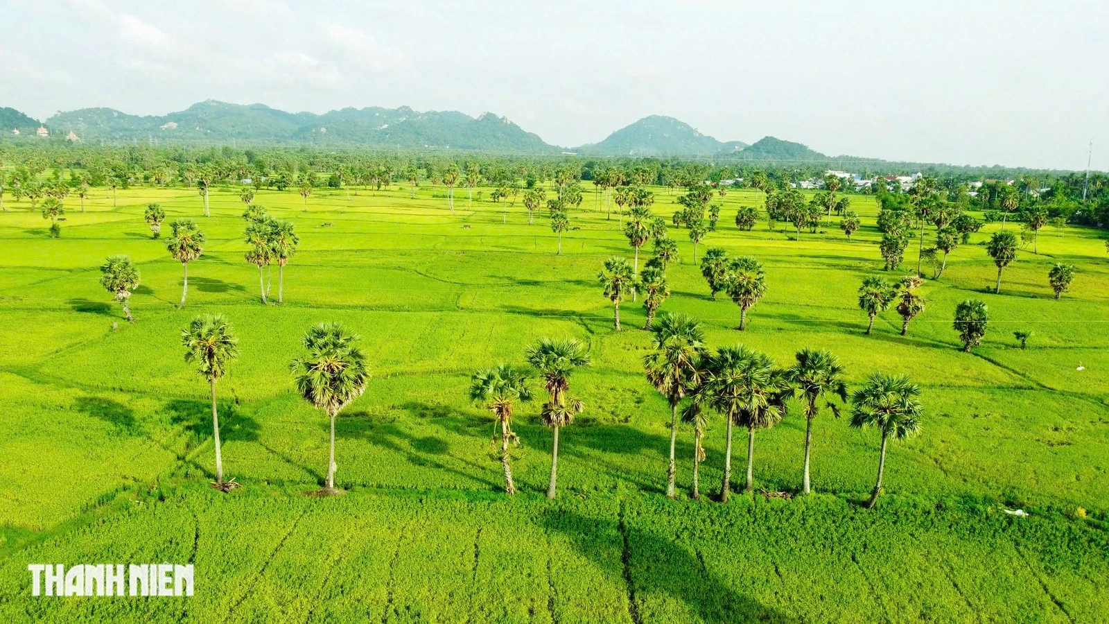 Trên cánh đồng thốt nốt An Giang vào mùa đẹp nhất trong năm