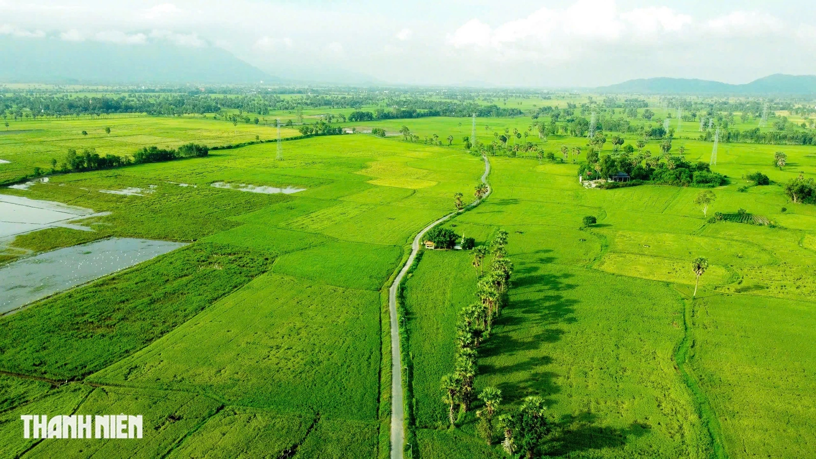 Trên cánh đồng thốt nốt An Giang vào mùa đẹp nhất trong năm