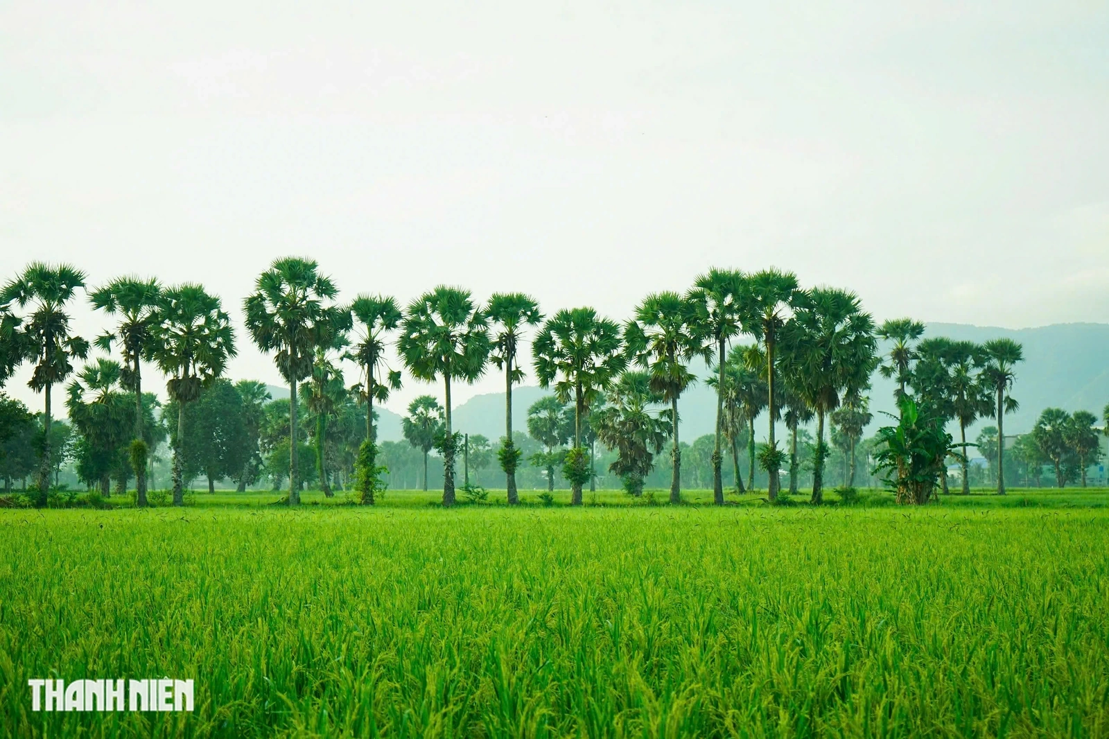 Trên cánh đồng thốt nốt An Giang vào mùa đẹp nhất trong năm