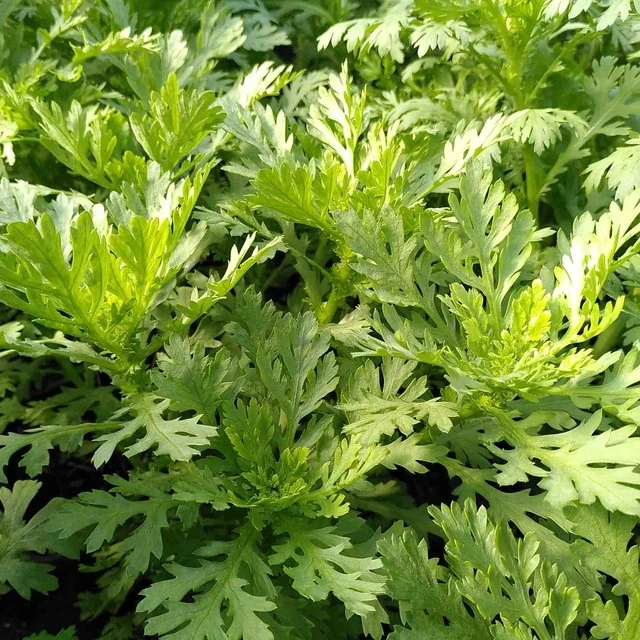 Đừng bỏ qua những tác dụng bất ngờ của rau cải cúc với sức khỏe