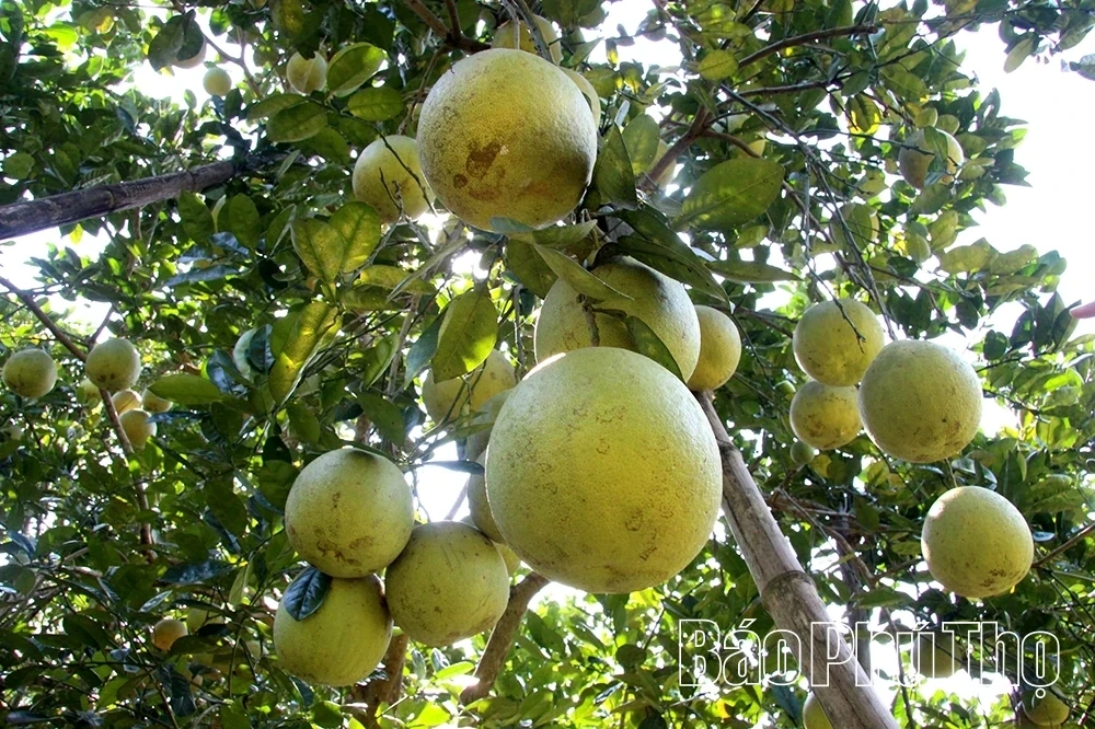 Suu Chi Dam Pomelo – The Essence of Ancient Alluvial Soil Along the Lo River