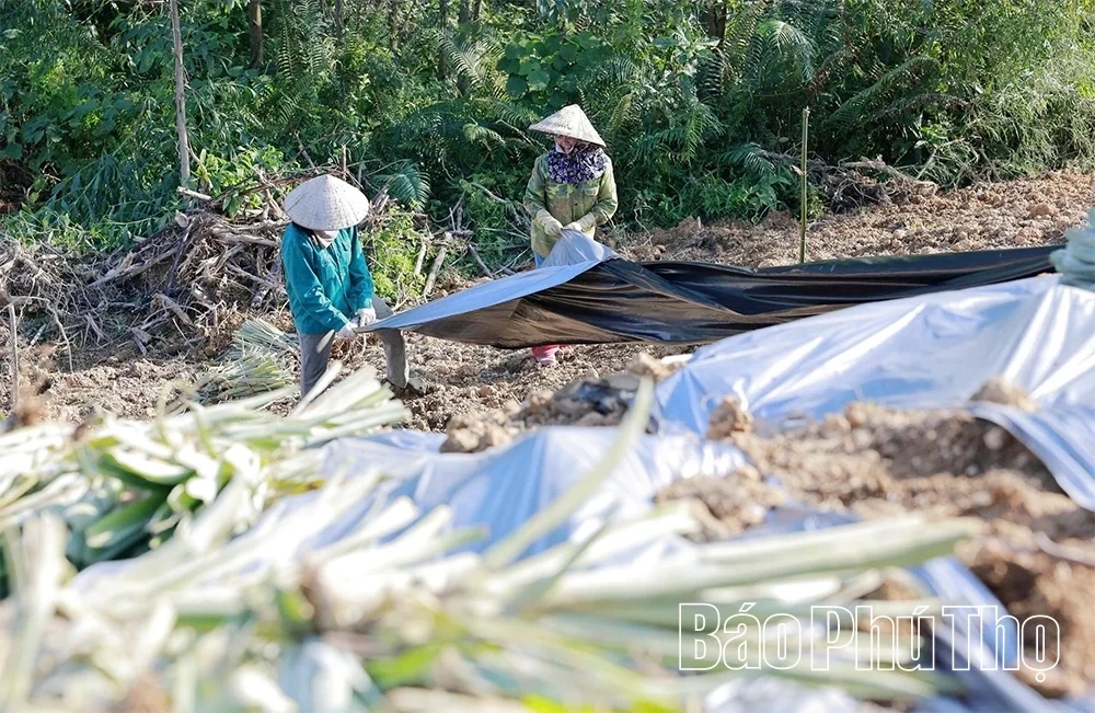 Barren Land, Sweet Harvest