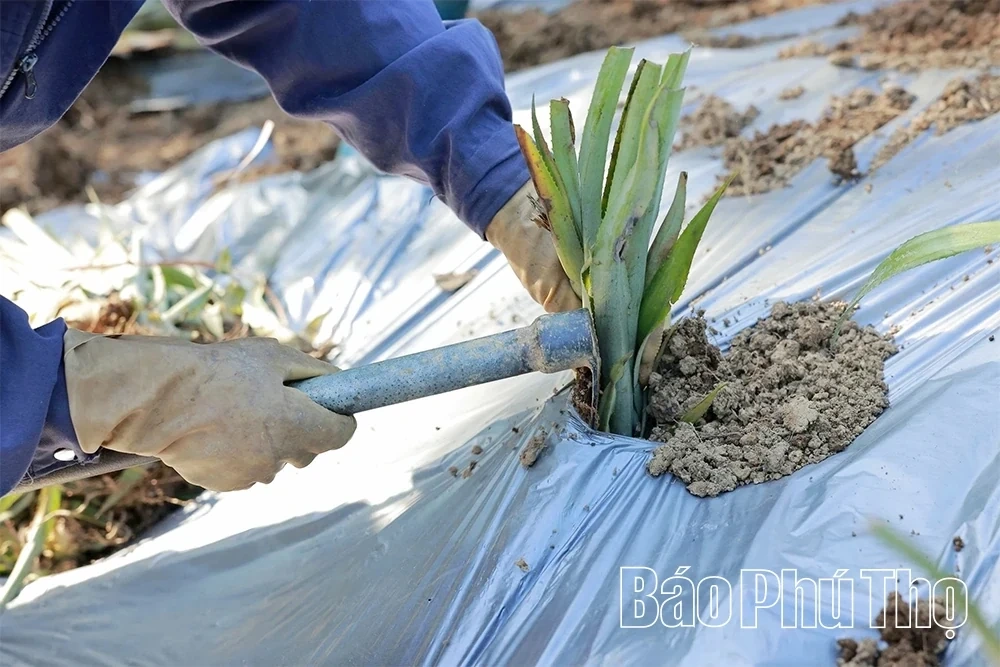 Barren Land, Sweet Harvest