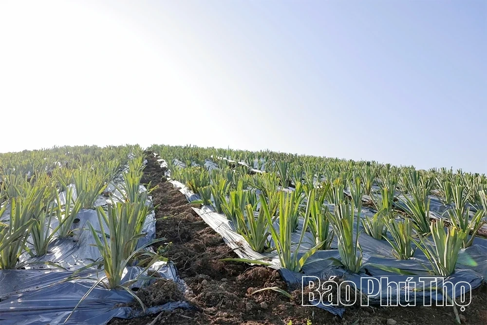 Barren Land, Sweet Harvest