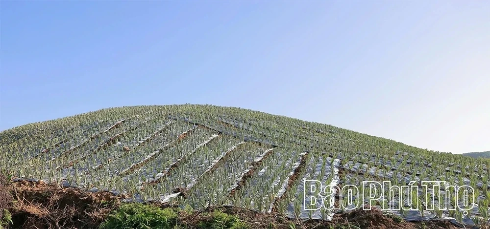 Barren Land, Sweet Harvest