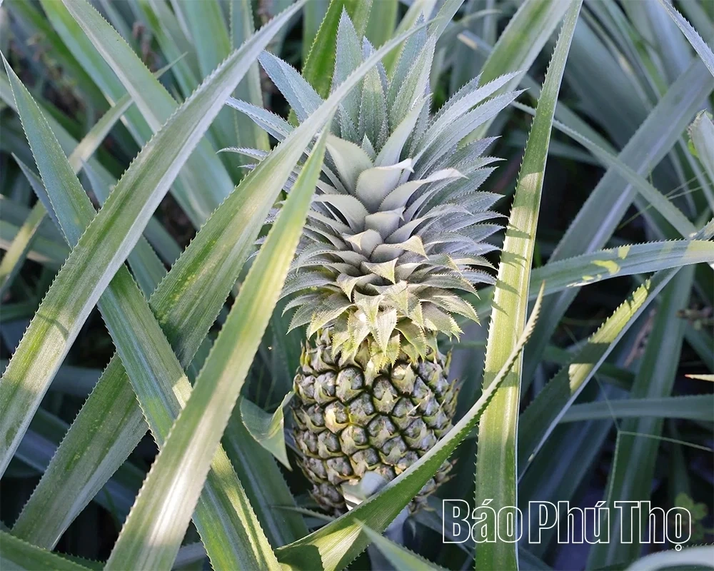 Barren Land, Sweet Harvest