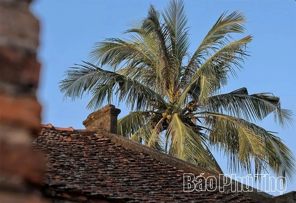Dai Phuc Tu – A Sanctuary Preserving National Treasures