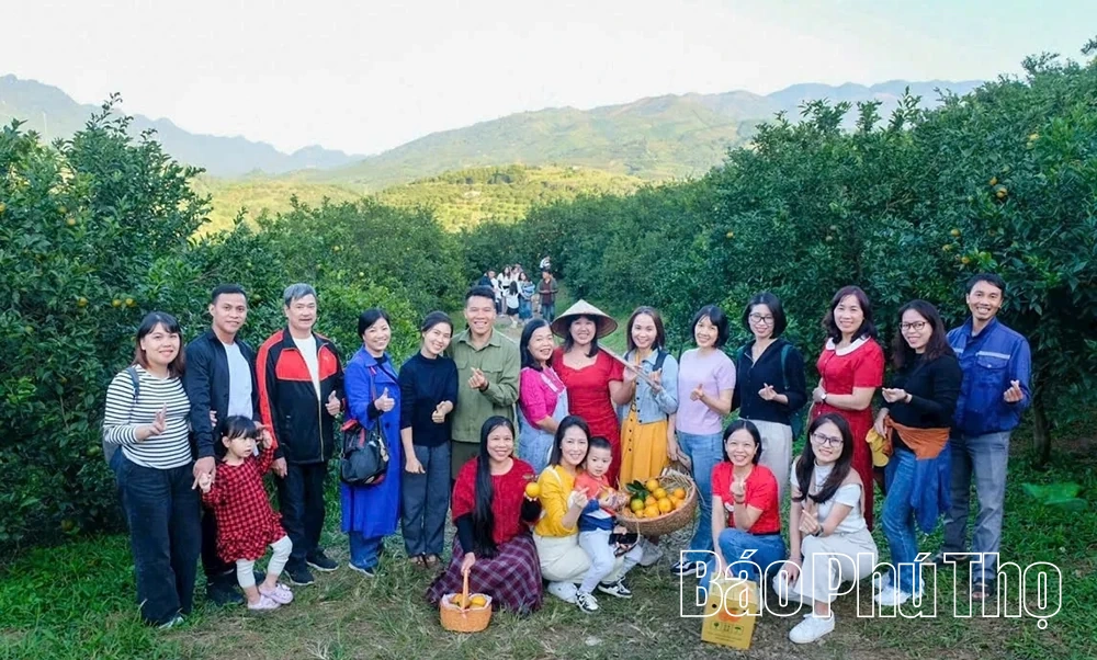 Khẳng định niềm tin từ sản xuất cam hữu cơ, an toàn