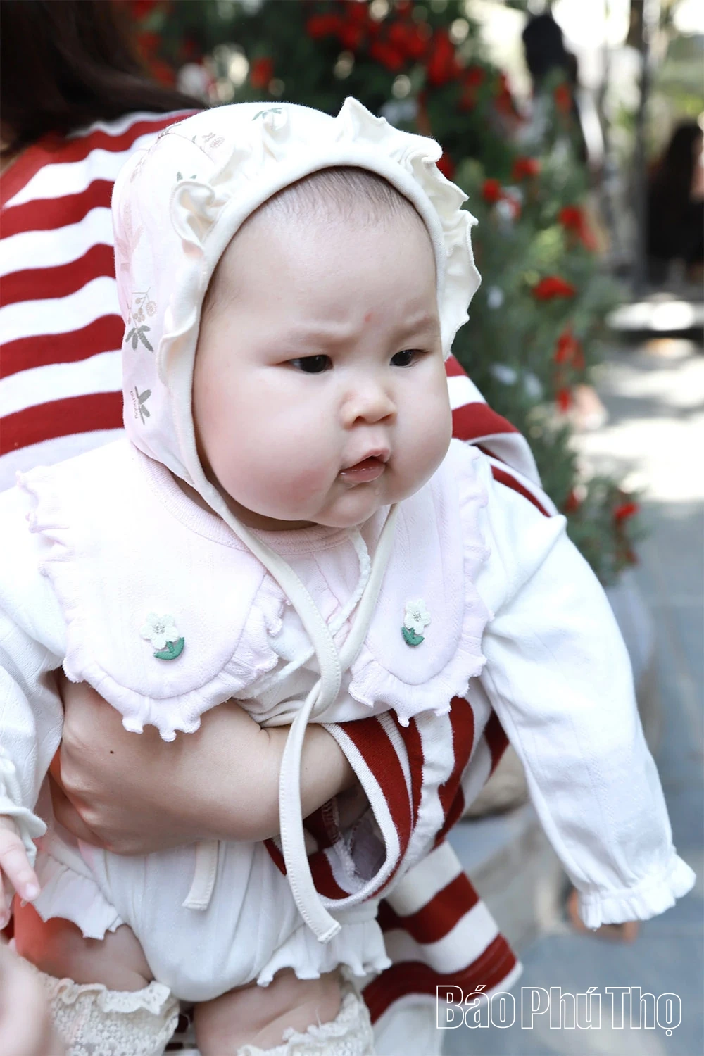 Phú Thọ “lên đèn” sớm mùa Giáng sinh