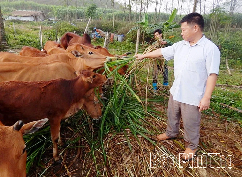 Tân Pheo nỗ lực vượt khó