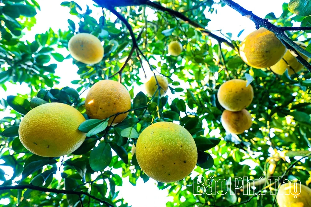 Thơm hương vị bưởi đỏ Tân Lạc