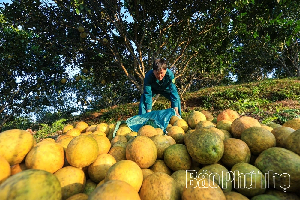 Thơm hương vị bưởi đỏ Tân Lạc