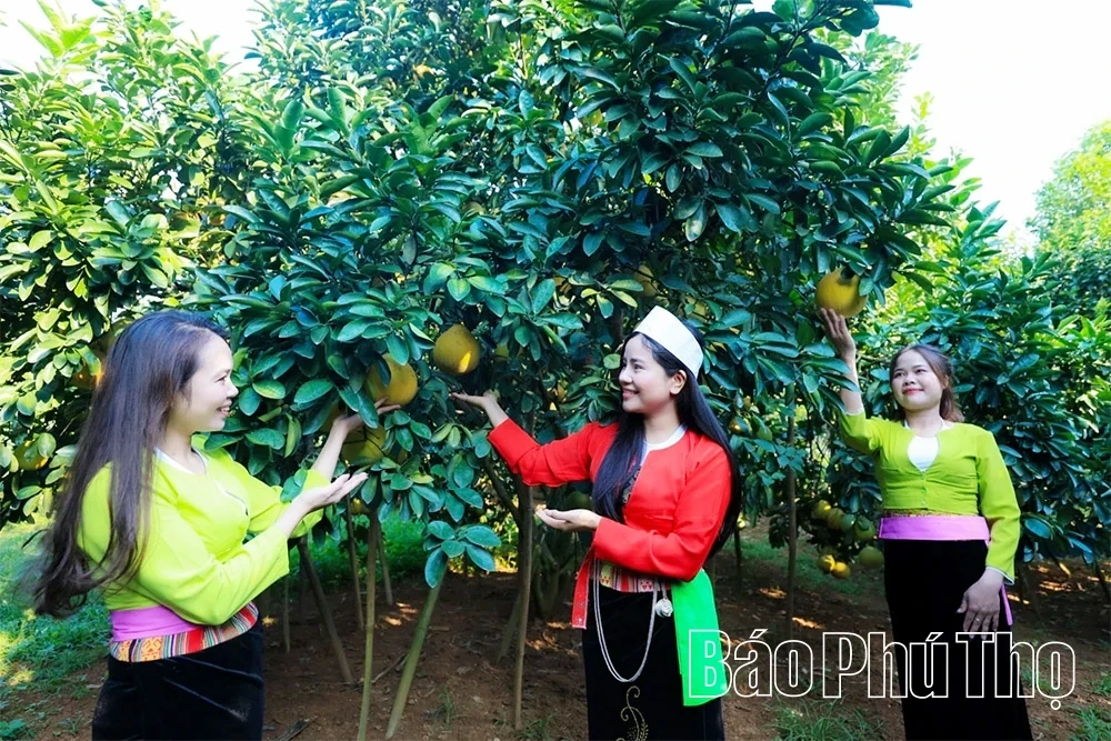 The Fragrant Flavor of Tan Lac Red Pomelo