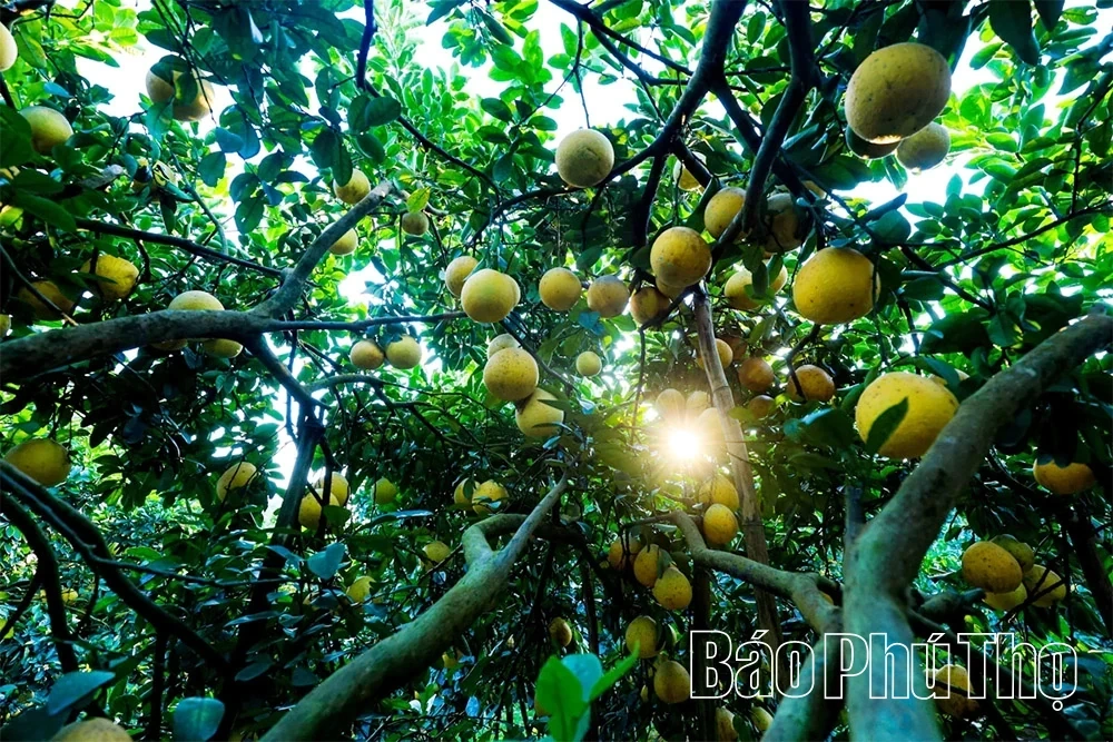 The Fragrant Flavor of Tan Lac Red Pomelo