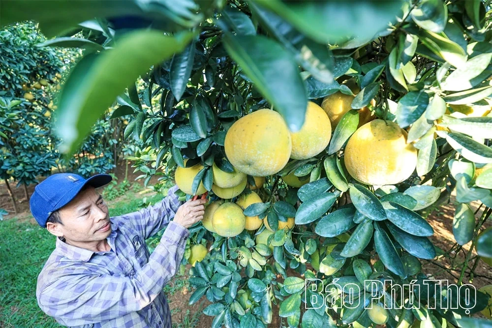 The Fragrant Flavor of Tan Lac Red Pomelo