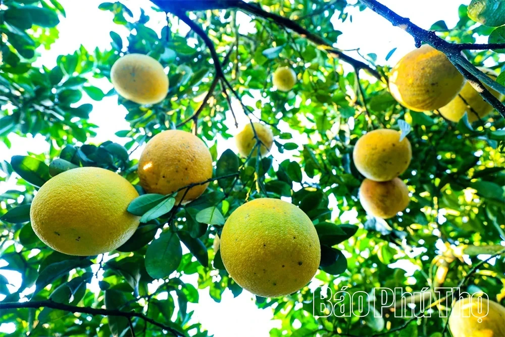 The Fragrant Flavor of Tan Lac Red Pomelo