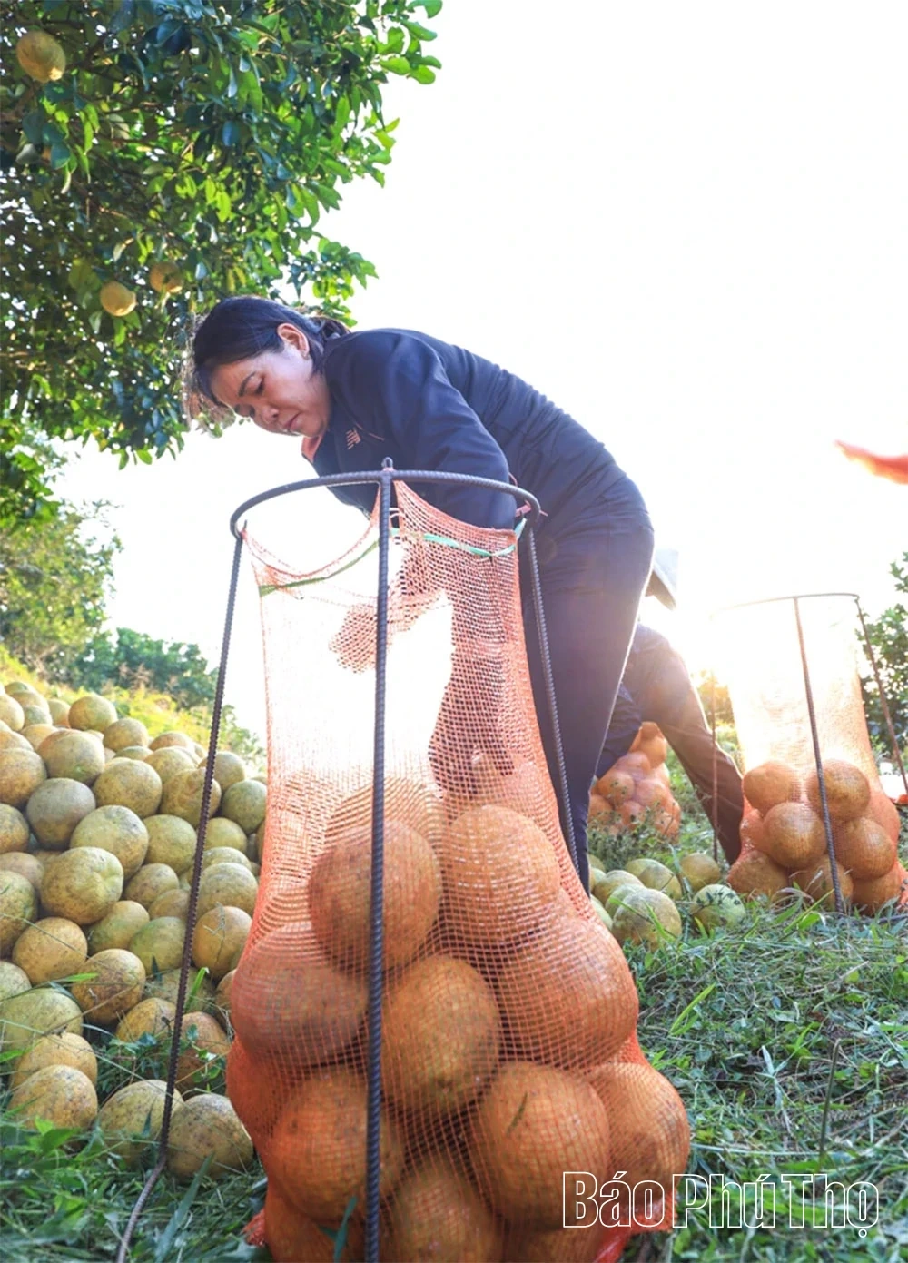 The Fragrant Flavor of Tan Lac Red Pomelo