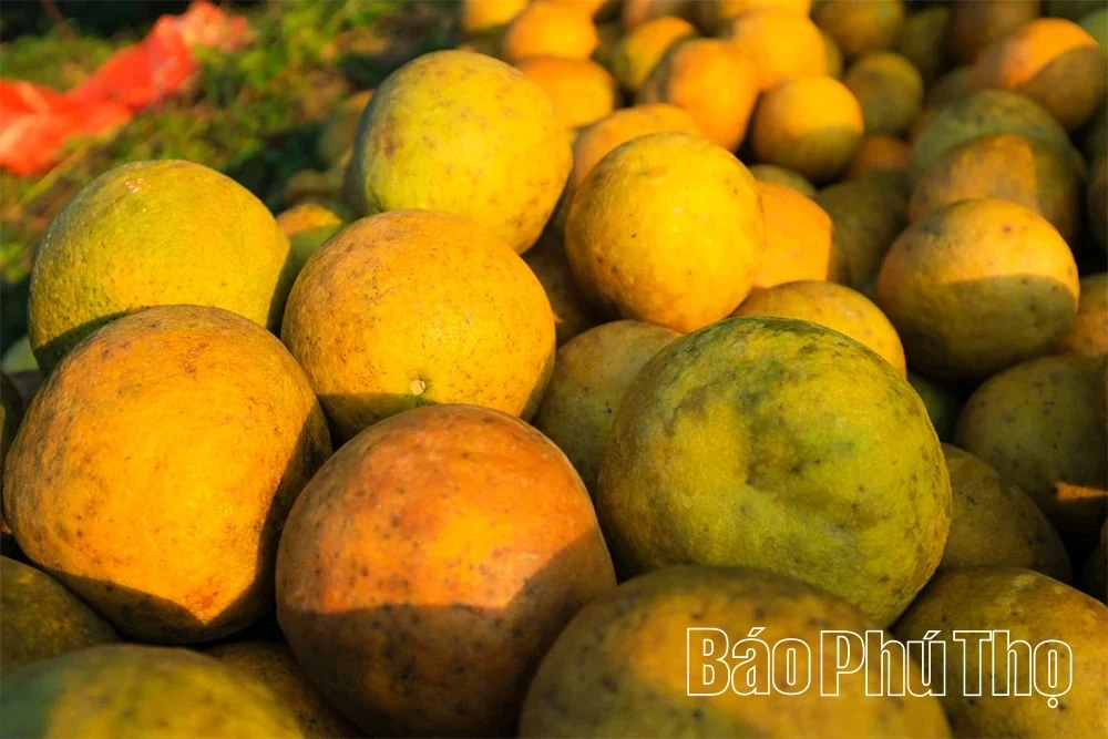 The Fragrant Flavor of Tan Lac Red Pomelo