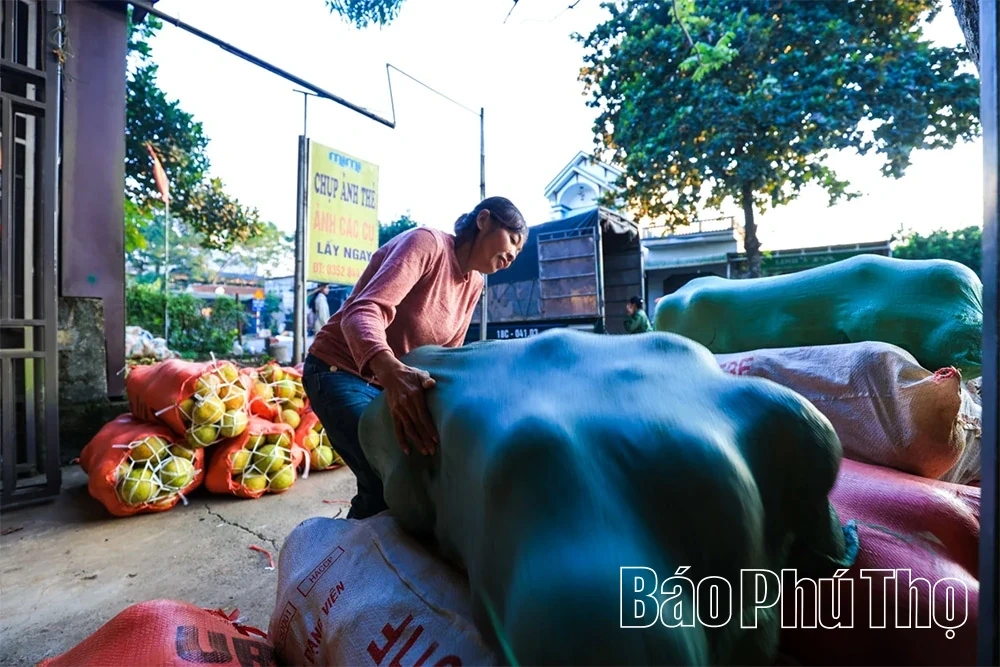 The Fragrant Flavor of Tan Lac Red Pomelo