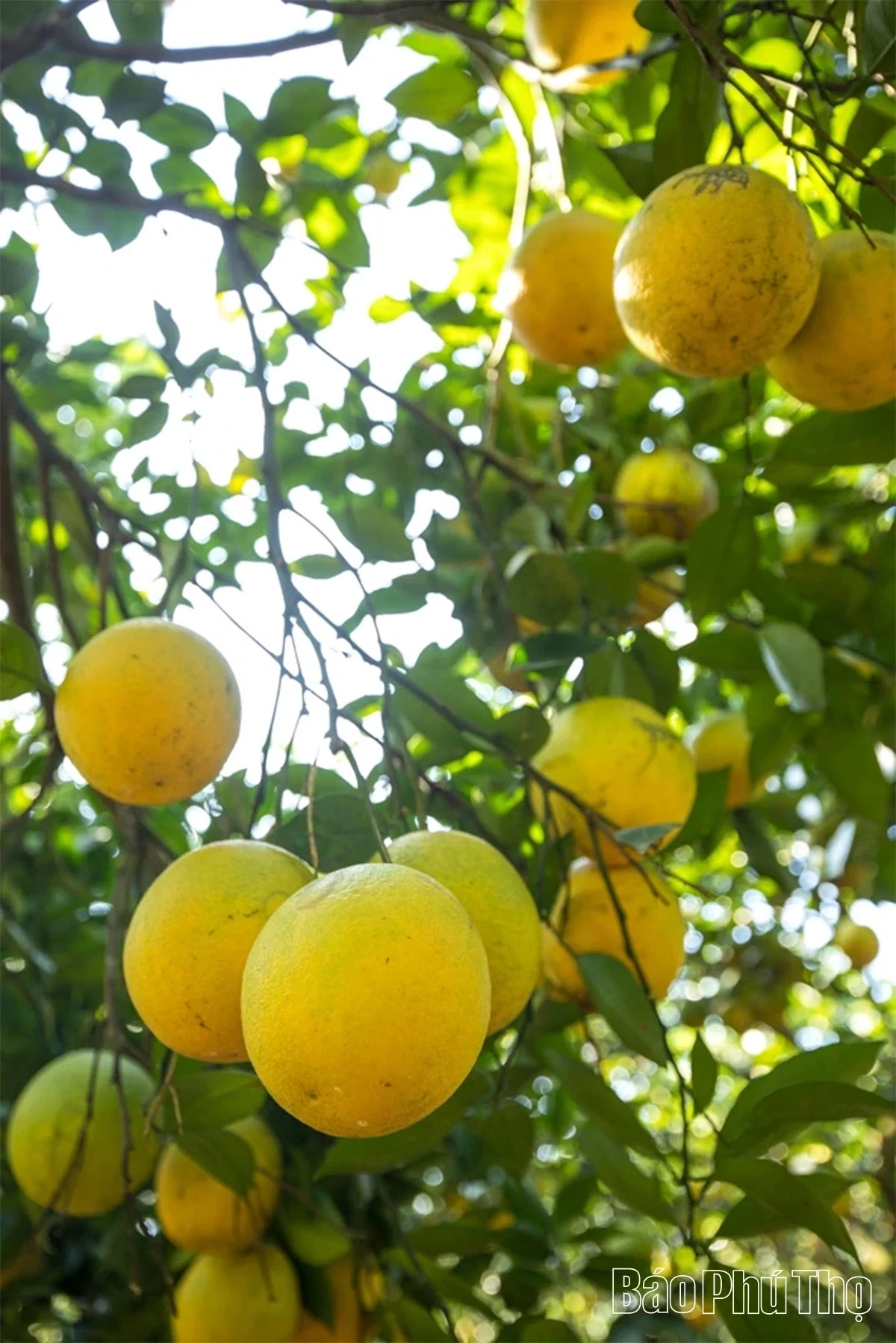 Experiencing the Vibrant Orange Season in Cao Phong
