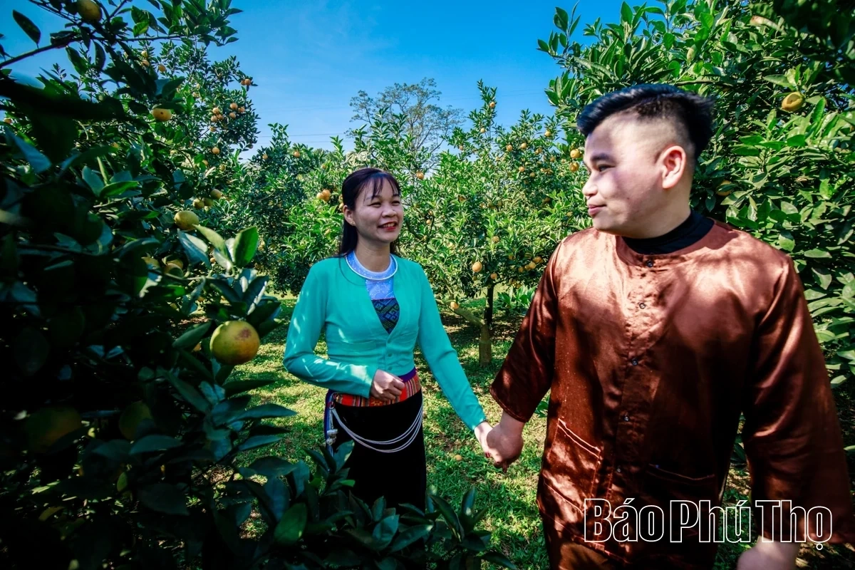 Experiencing the Vibrant Orange Season in Cao Phong