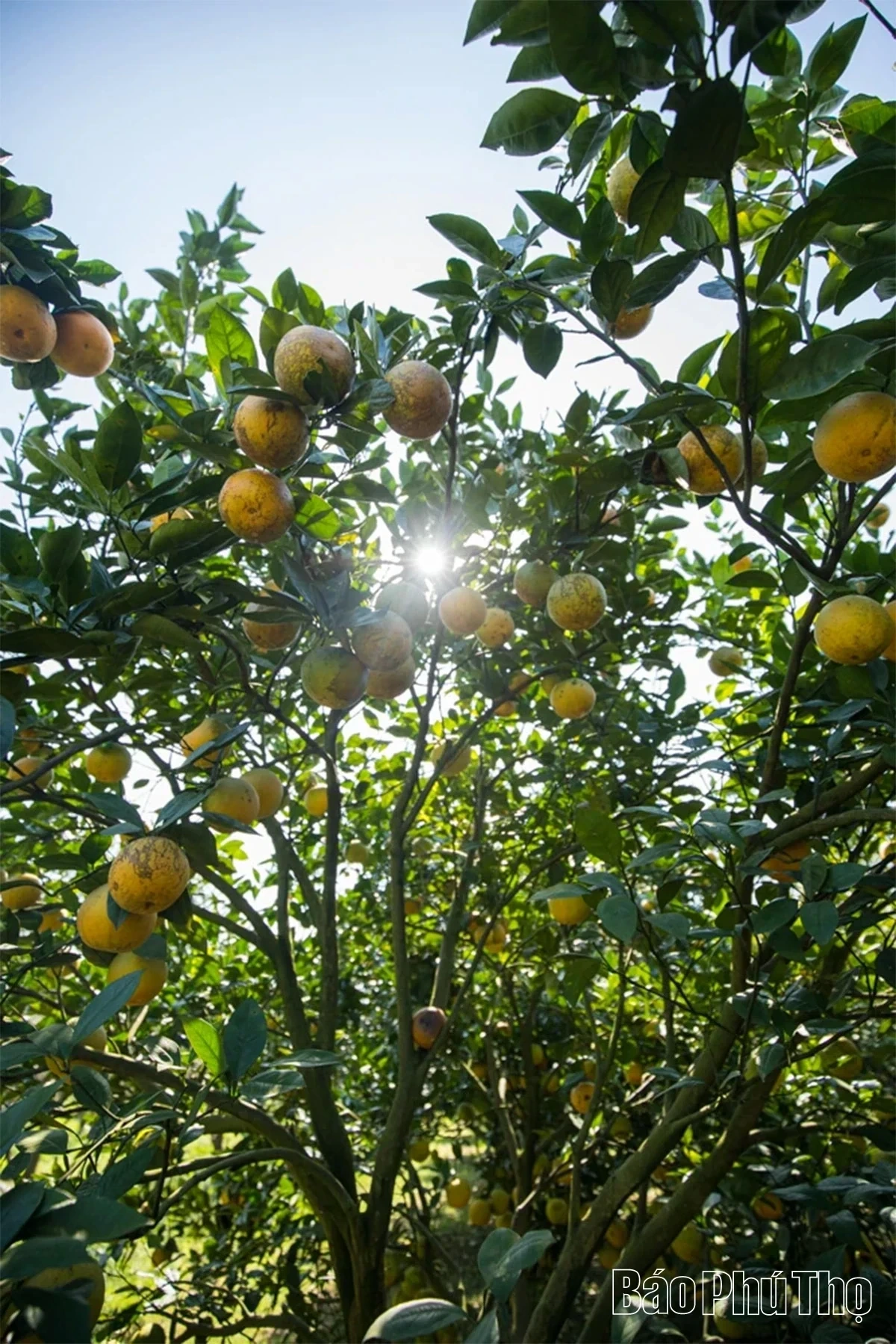 Experiencing the Vibrant Orange Season in Cao Phong