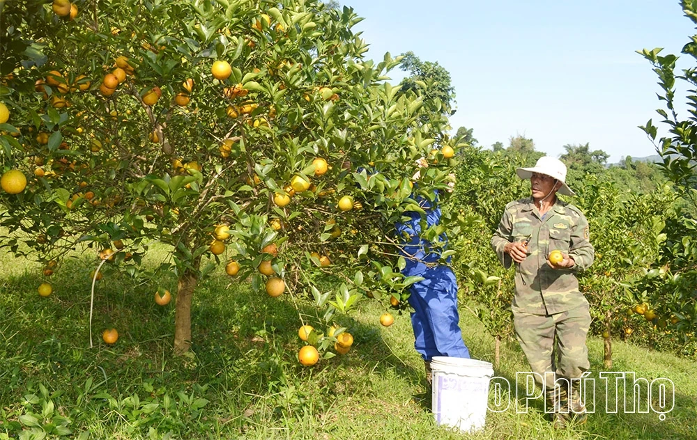 Cao Phong đưa nghị quyết vào cuộc sống