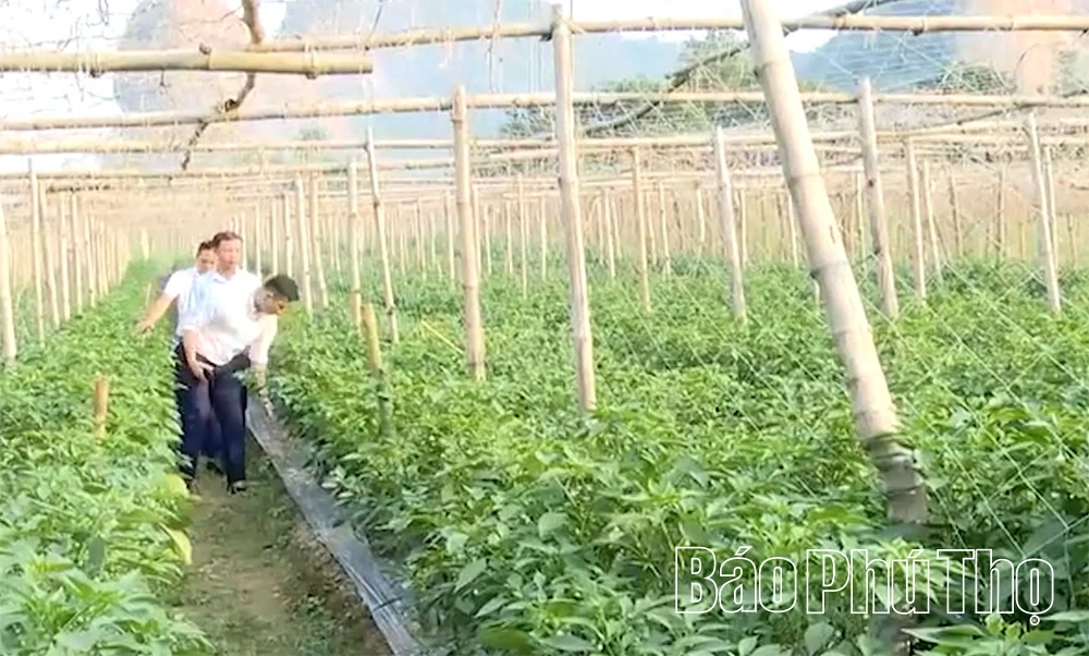 Nền tảng liên kết, tạo sinh kế bền vững