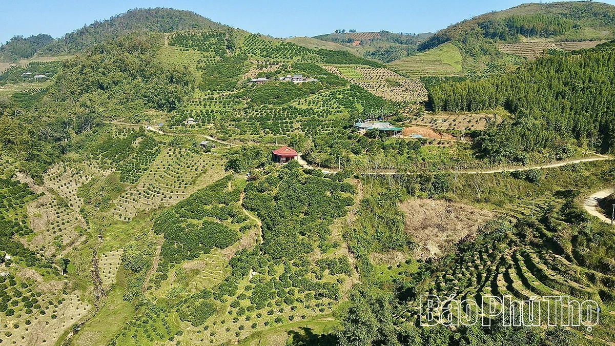 Vị ngọt quýt cổ Nam Sơn