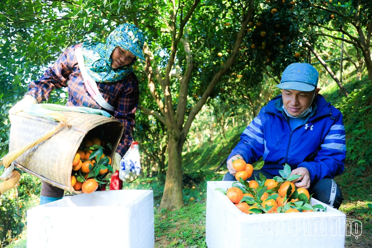 Vị ngọt quýt cổ Nam Sơn