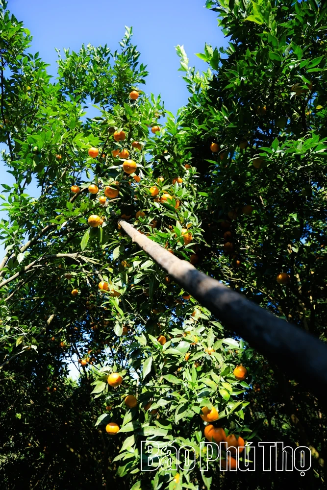 Vị ngọt quýt cổ Nam Sơn