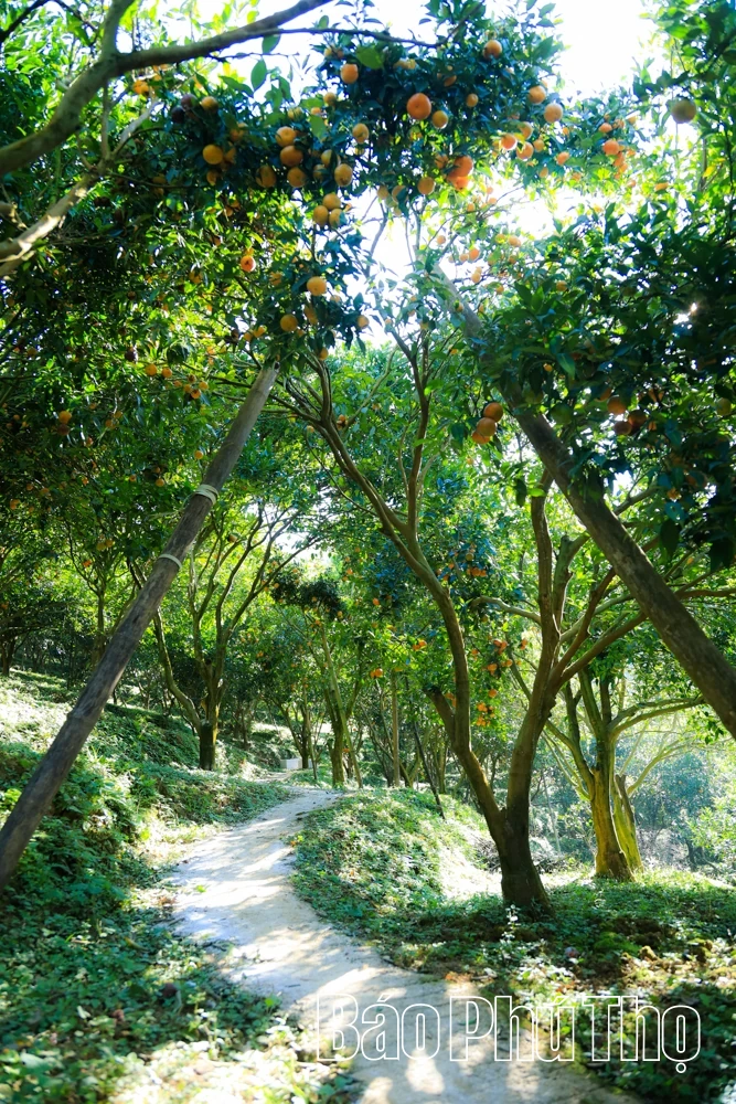 Vị ngọt quýt cổ Nam Sơn