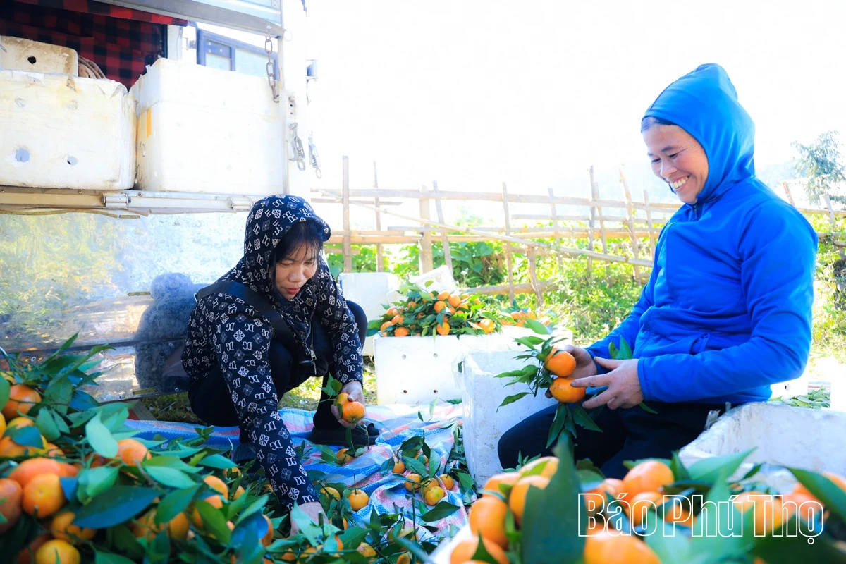 Vị ngọt quýt cổ Nam Sơn