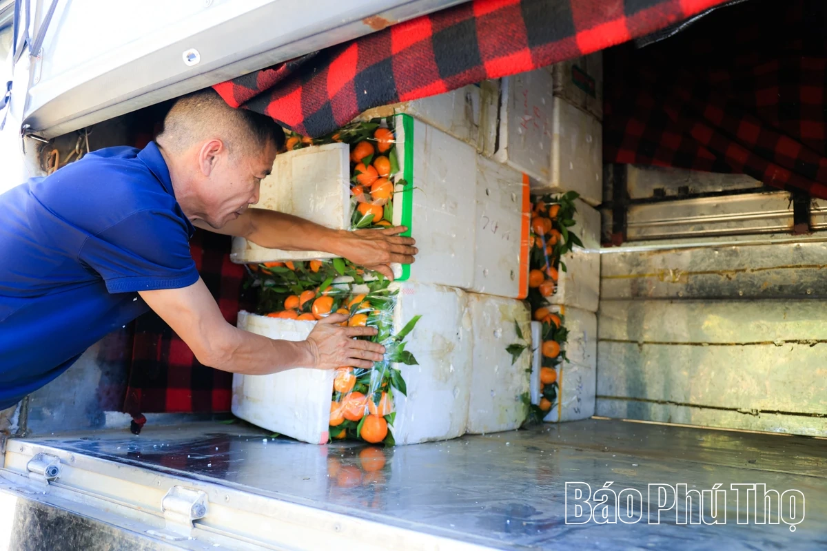 Vị ngọt quýt cổ Nam Sơn