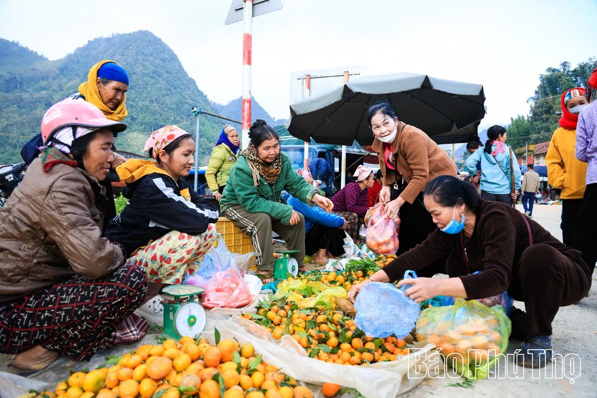 Vị ngọt quýt cổ Nam Sơn