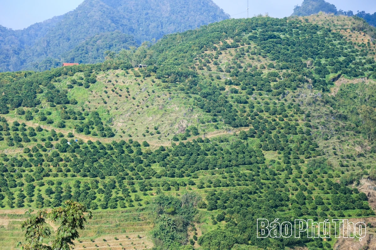 Vị ngọt quýt cổ Nam Sơn