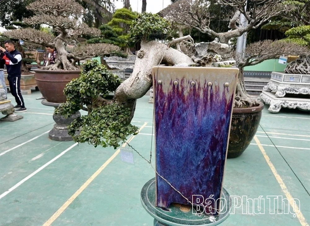 Hơn 400 tác phẩm tham gia Triển lãm sinh vật cảnh năm 2025