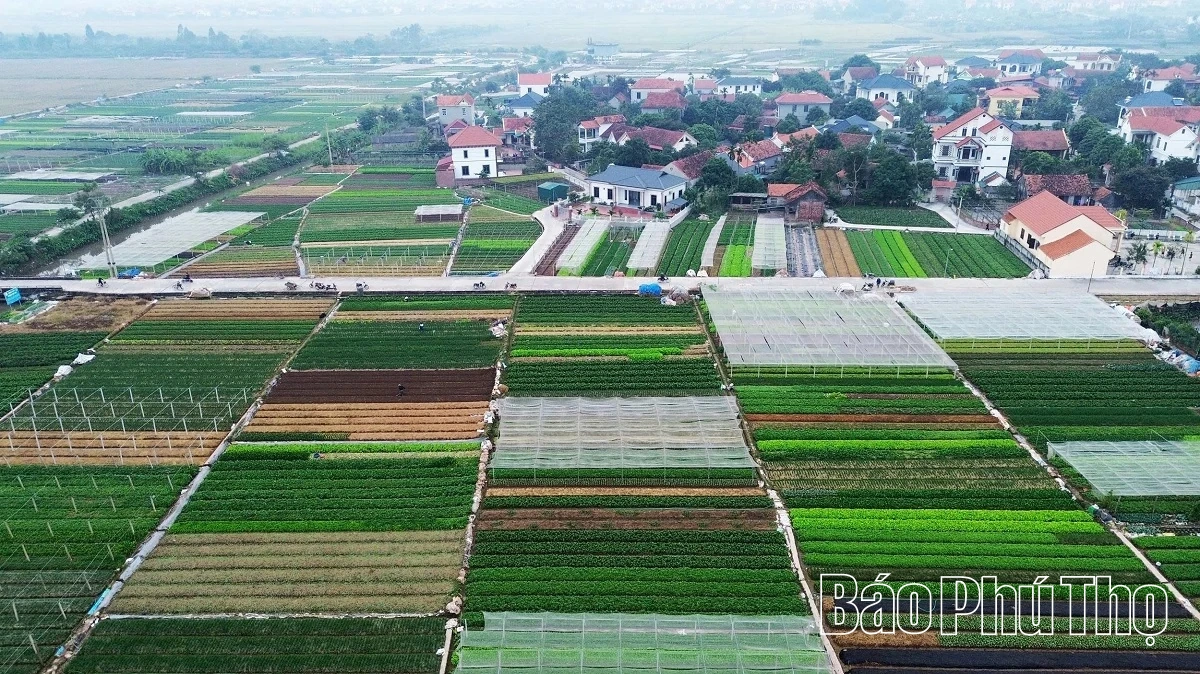 Hối hả trên đồng Tứ Xã