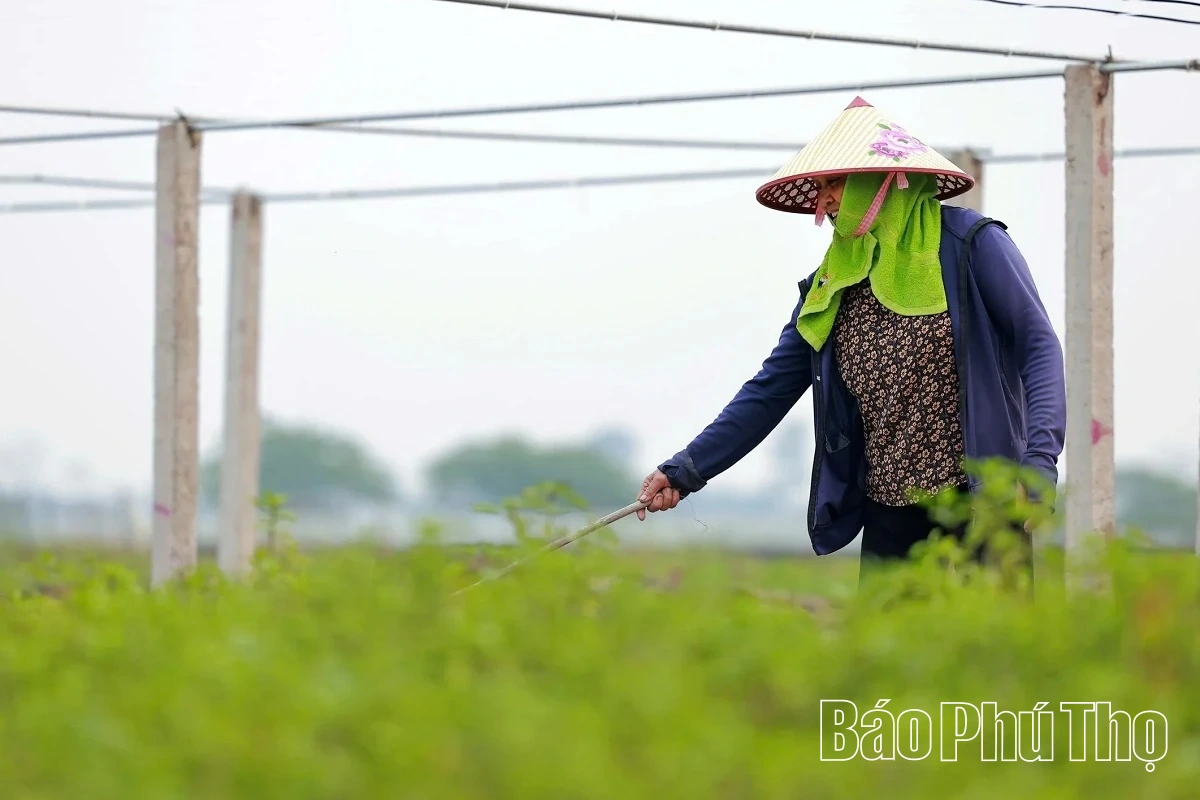 Hối hả trên đồng Tứ Xã