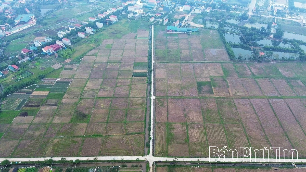 Hối hả trên đồng Tứ Xã