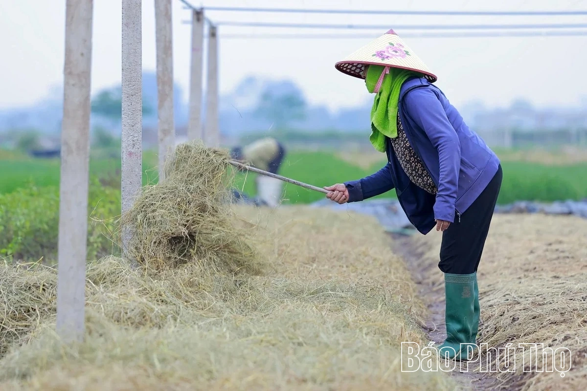 Hối hả trên đồng Tứ Xã