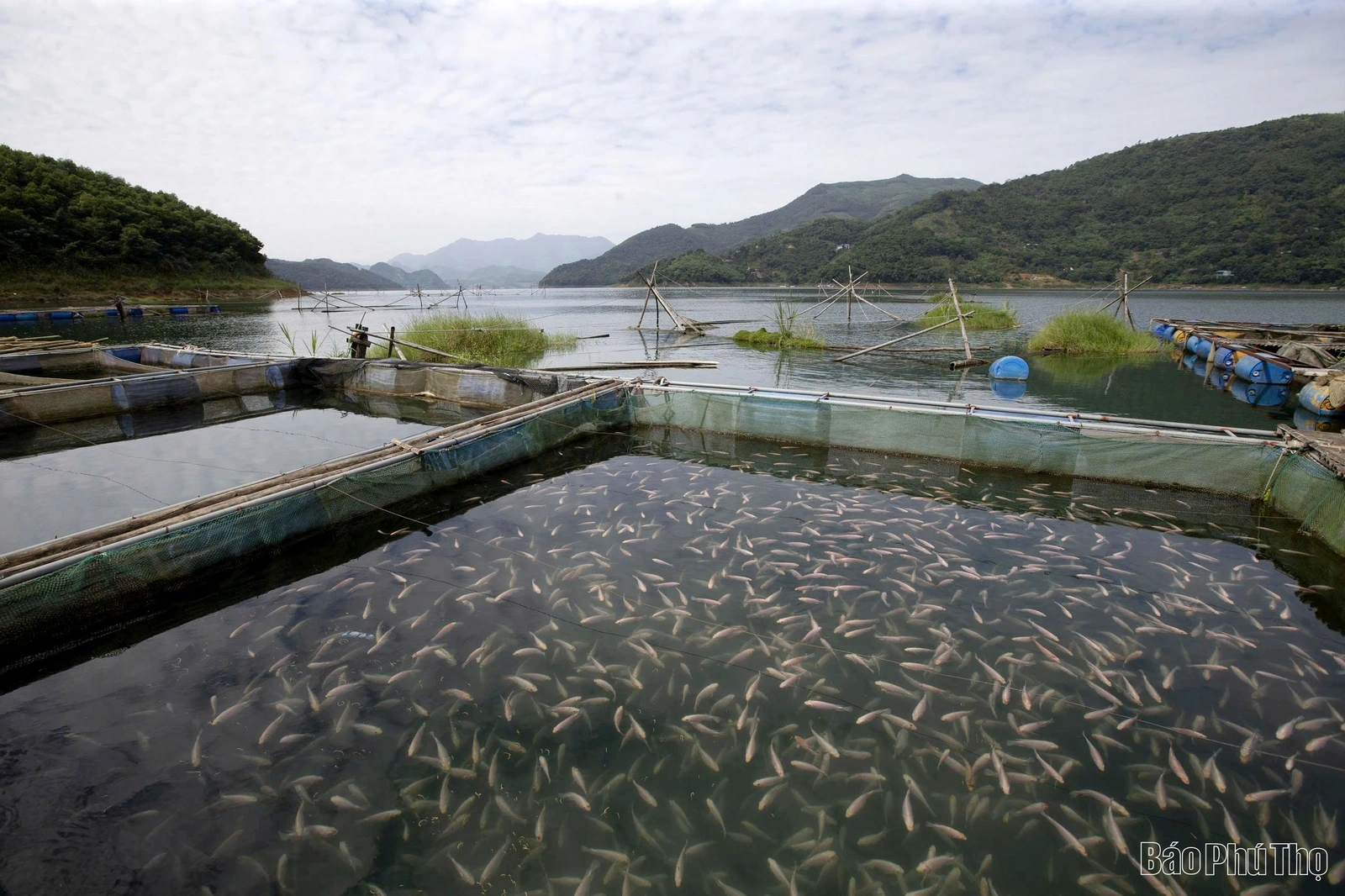 Phát huy hiệu quả mô hình Tổ khuyến nông cộng đồng