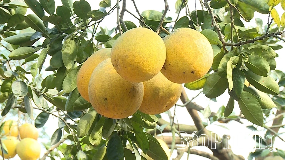 Bưởi Vĩnh Phú - “Hương vị đất Phủ”