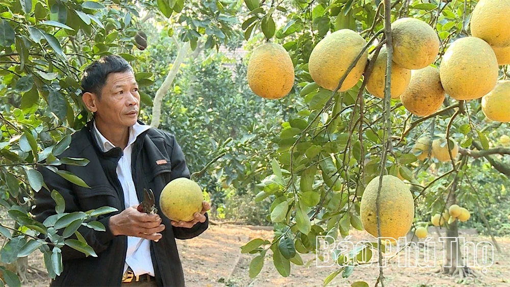 Bưởi Vĩnh Phú - “Hương vị đất Phủ”