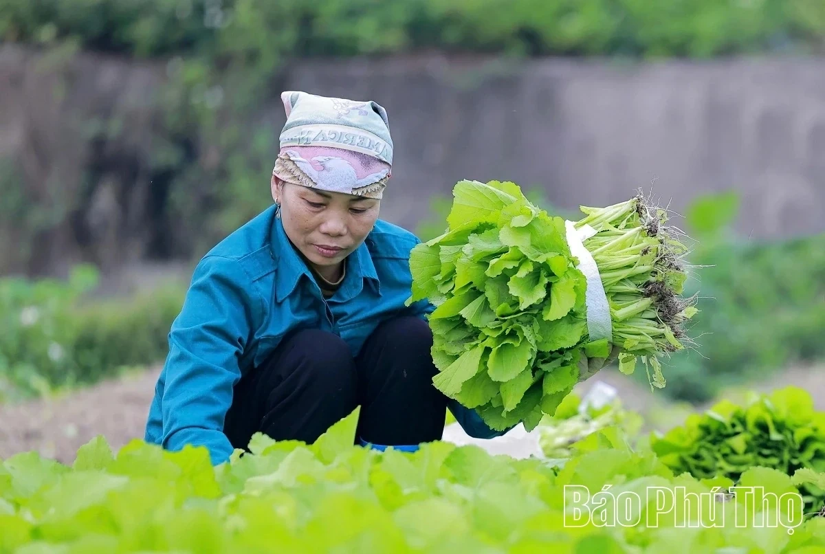 Bustling in the Fields of Tu Xa