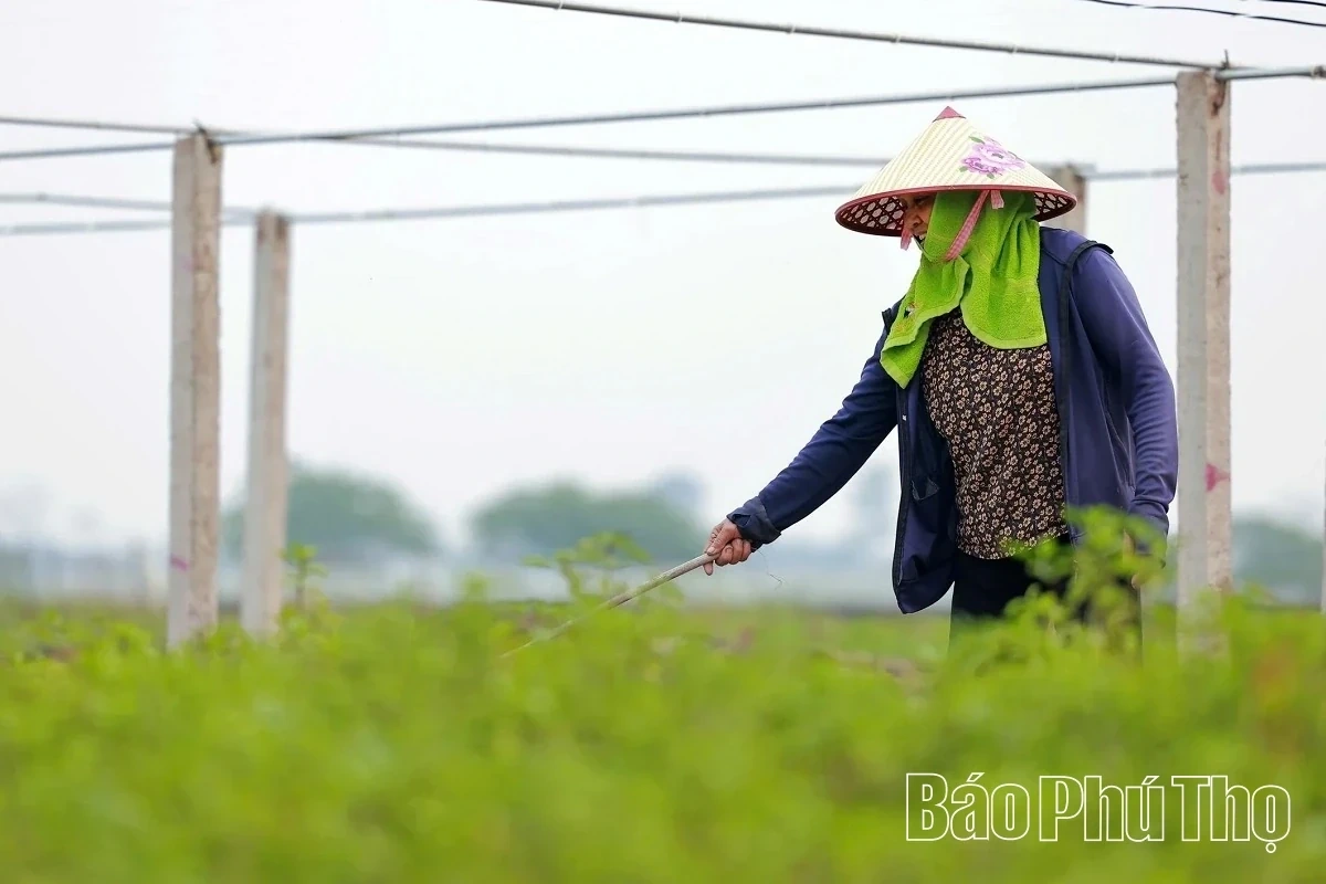 Bustling in the Fields of Tu Xa