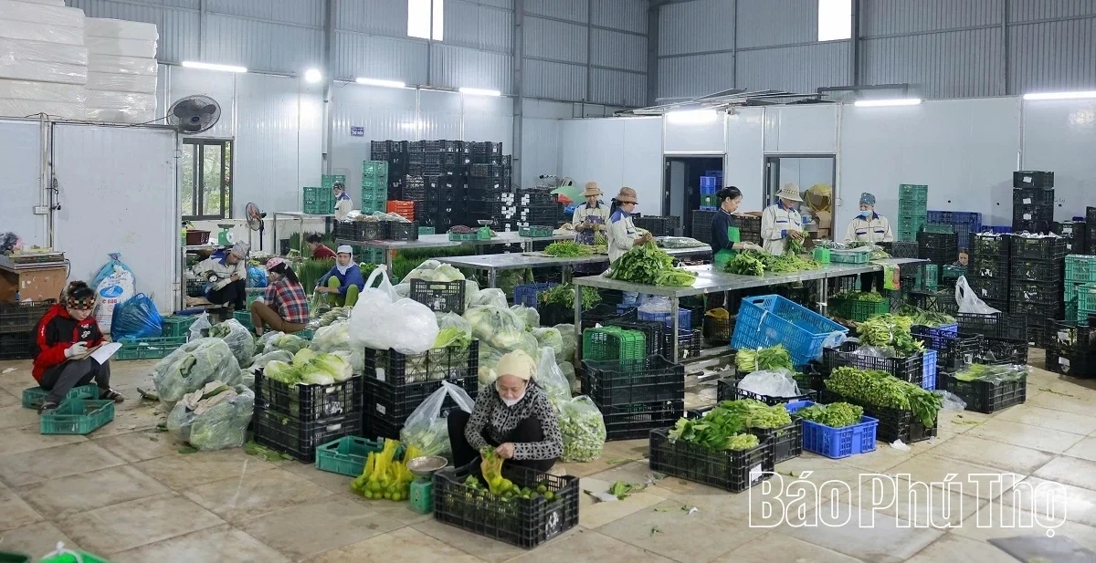 Bustling in the Fields of Tu Xa